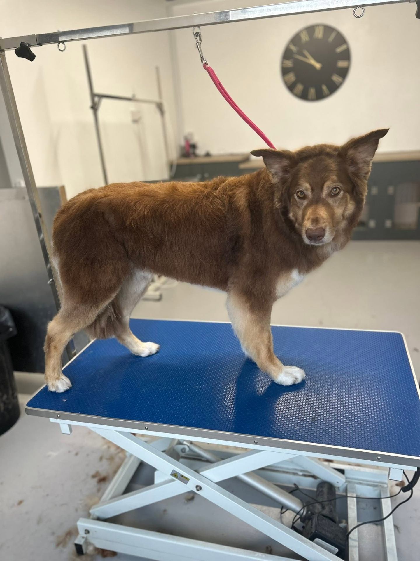 A freshly groomed dog from the All Fluffed Up salon