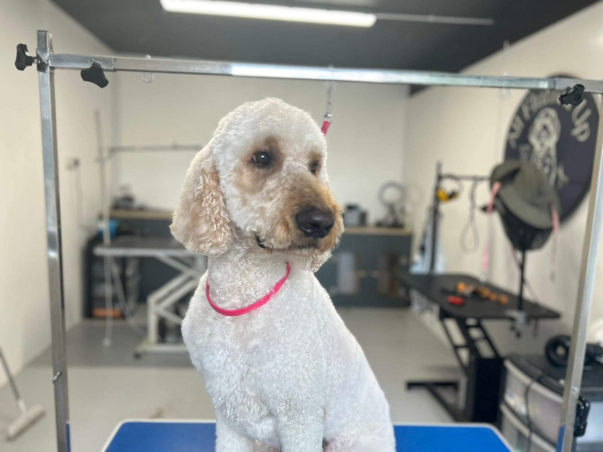 A freshly groomed dog from the All Fluffed Up salon