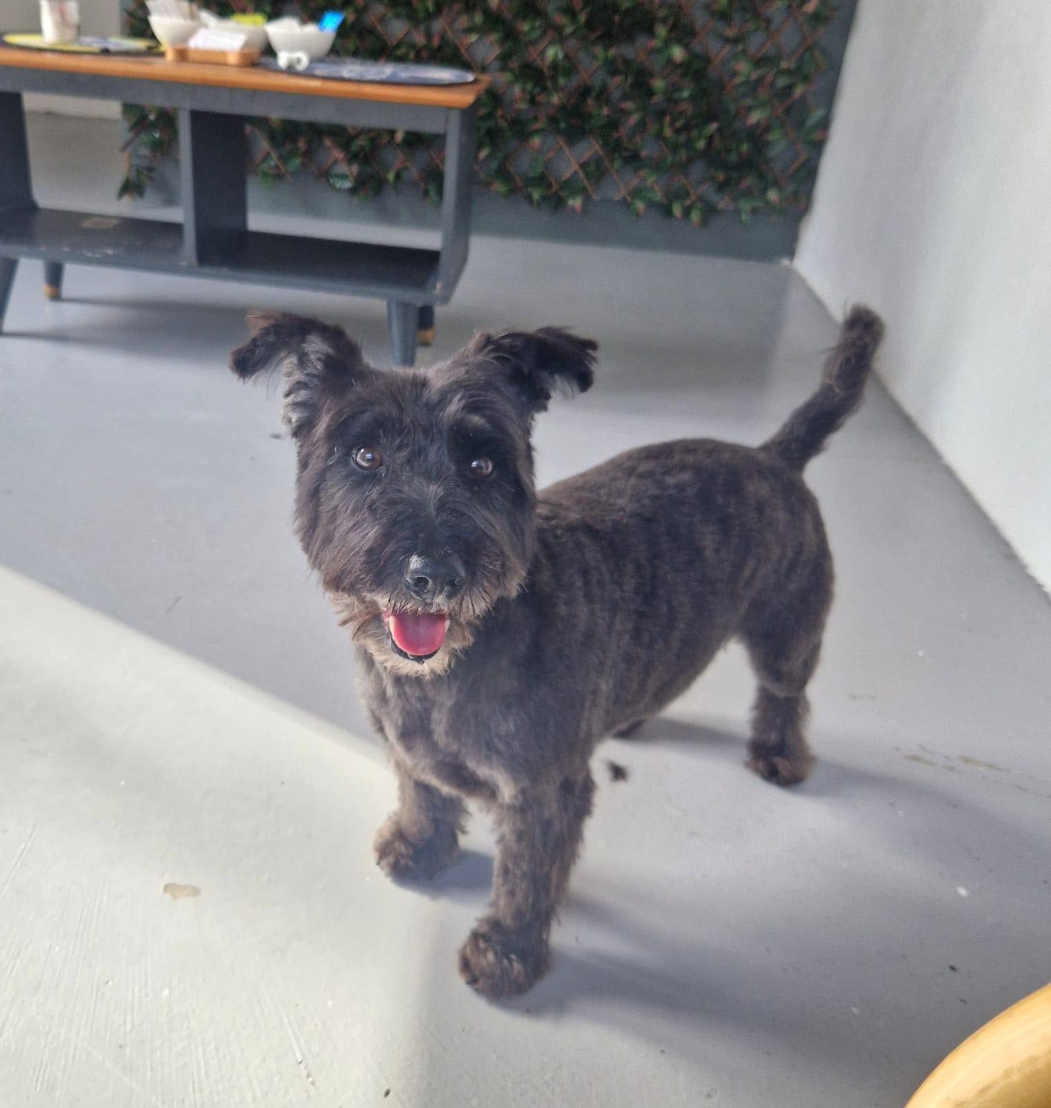 A freshly groomed dog from the All Fluffed Up salon