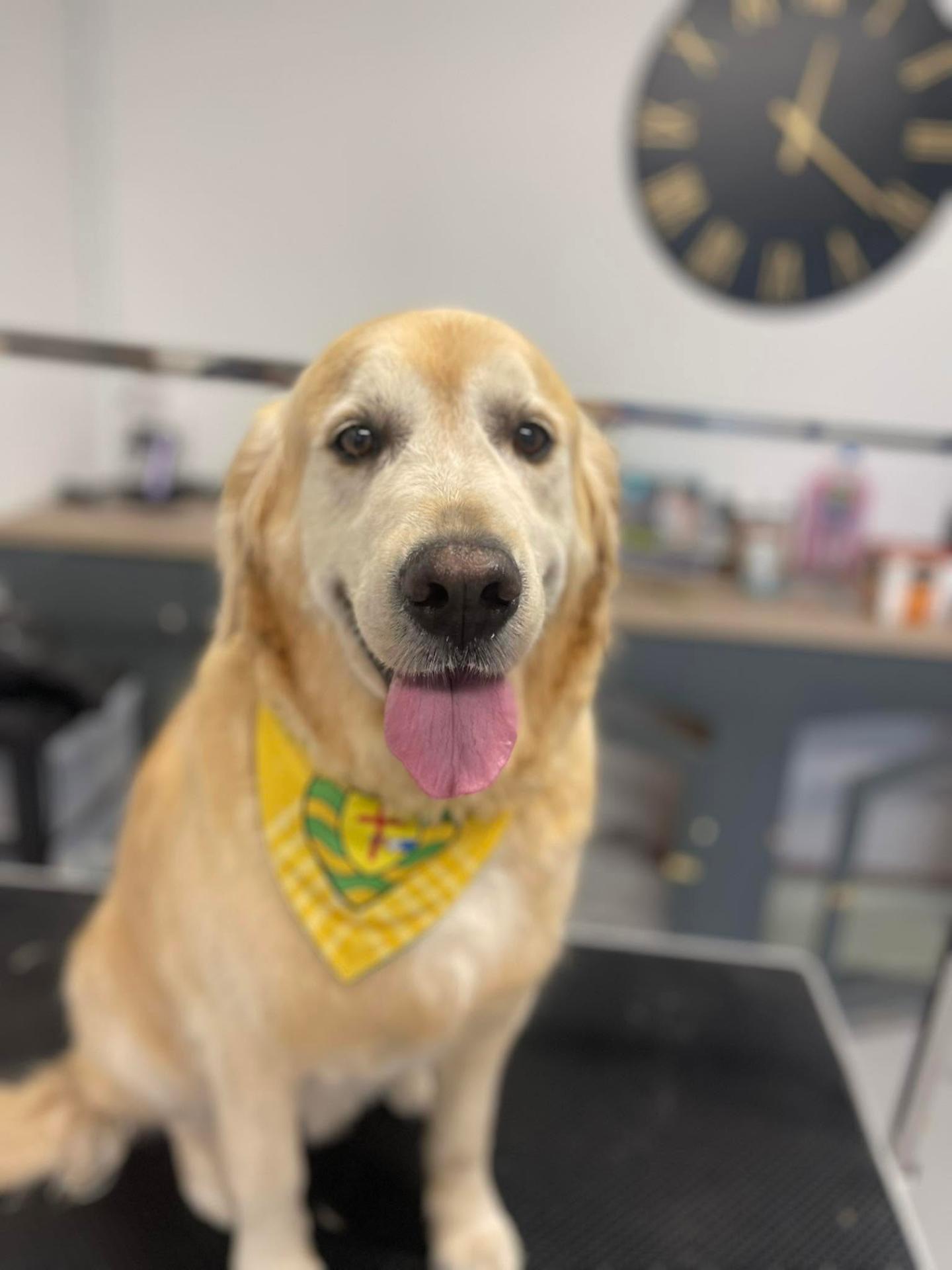 A freshly groomed dog from the All Fluffed Up salon