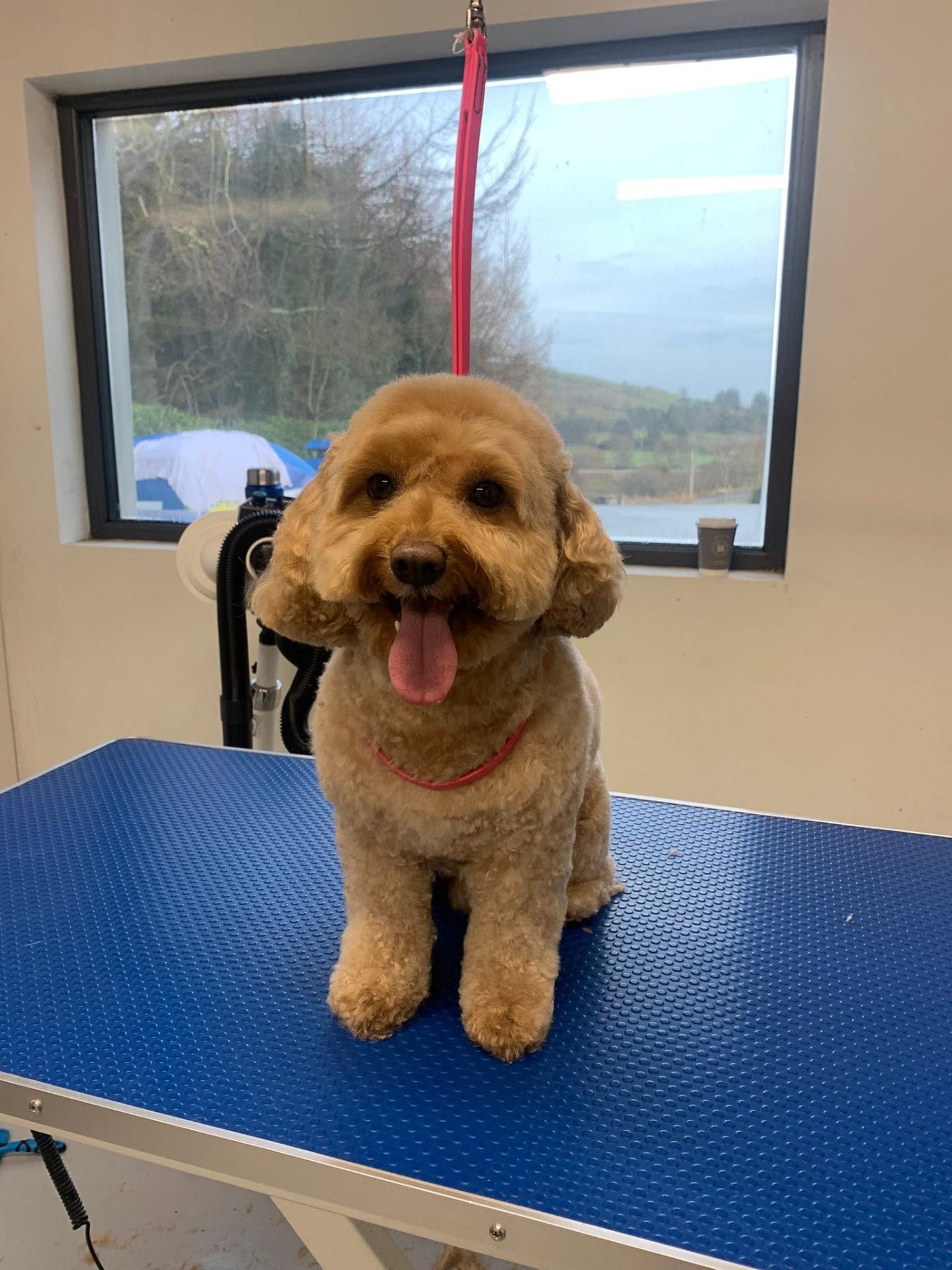 A freshly groomed dog from the All Fluffed Up salon