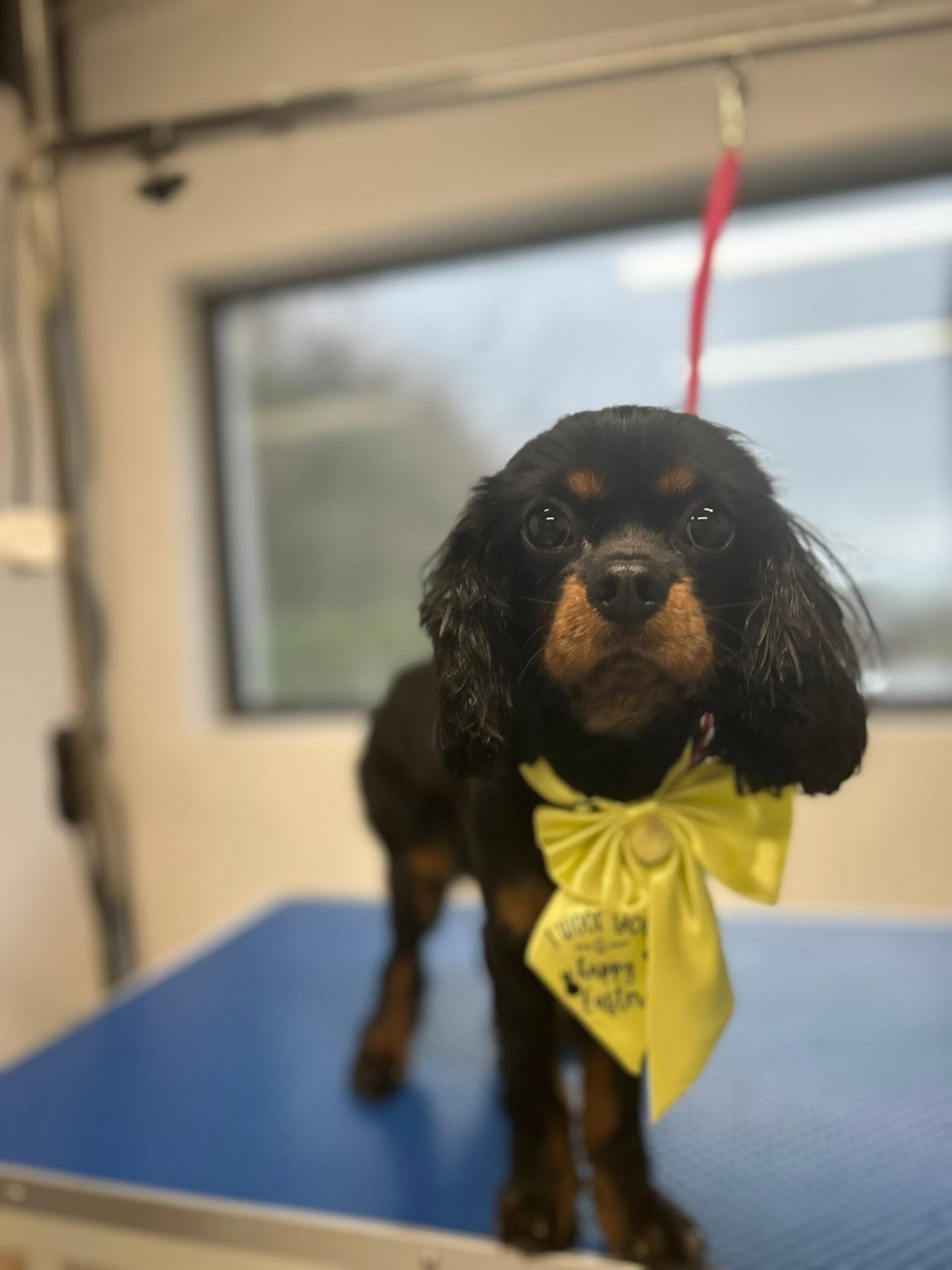A freshly groomed dog from the All Fluffed Up salon