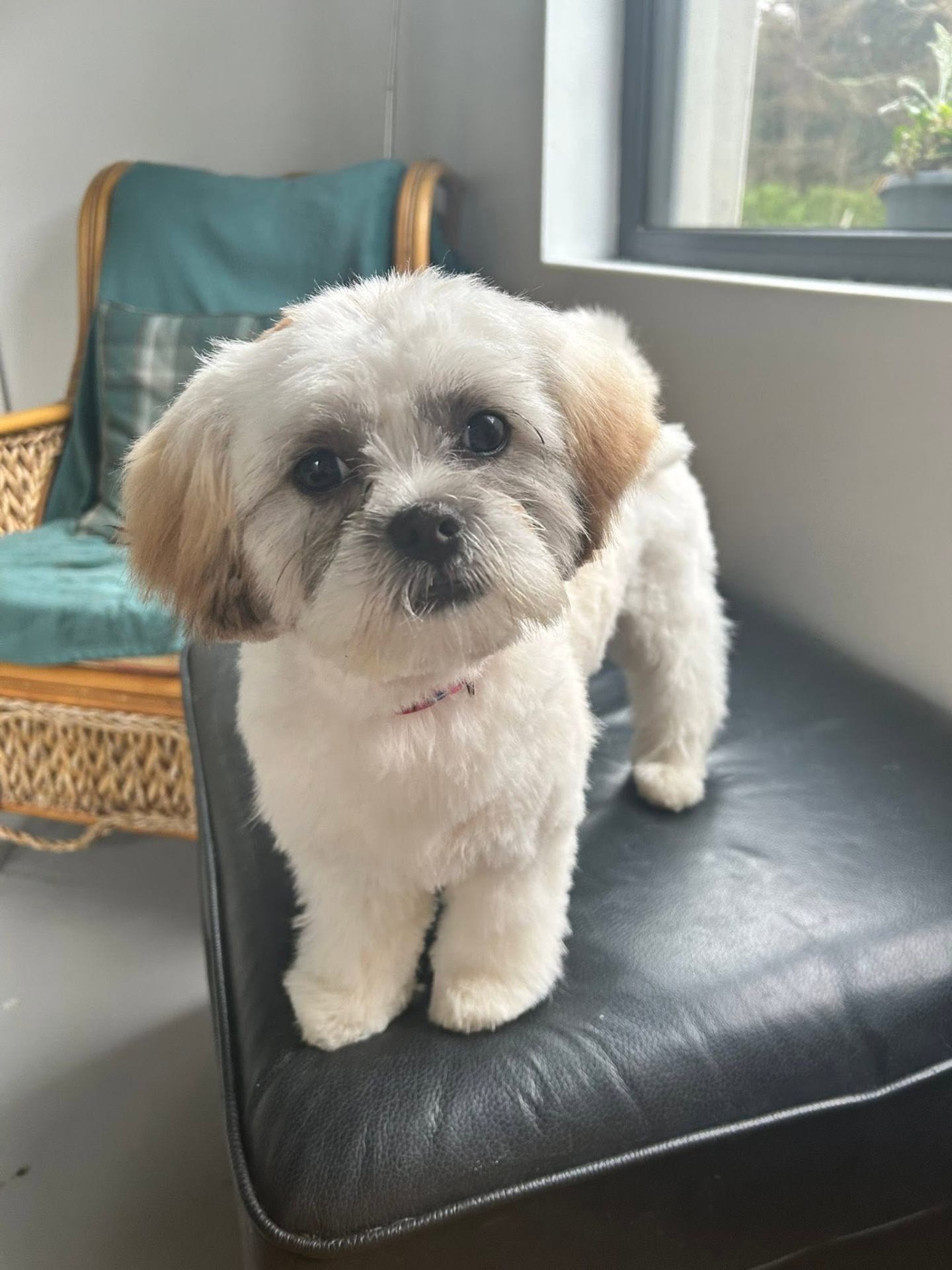 A freshly groomed cream cockapoo sitting calmly in a sunlit salon