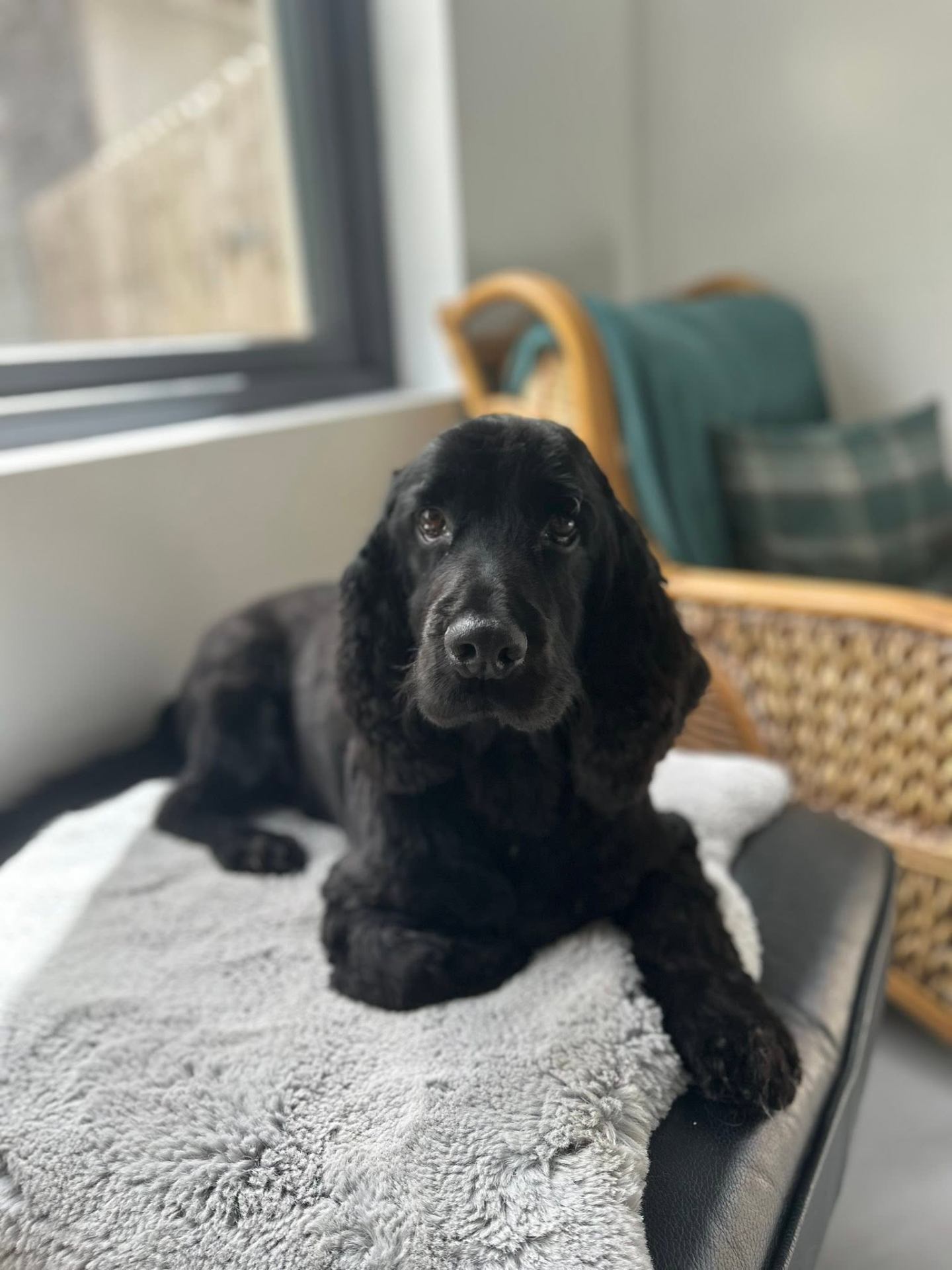 A happy spaniel being towel dried